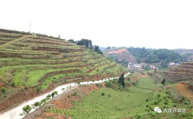 大龙益寿:发展油茶产业 带动群众致富